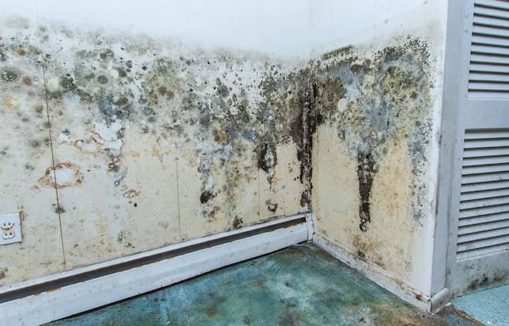 residential mold removal experts in Winter Haven